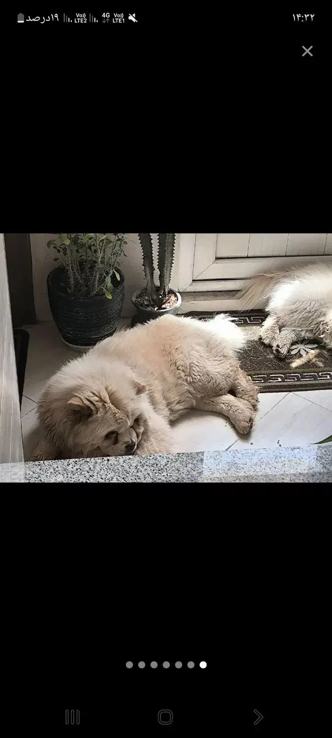 چاو چاو وارداتی نر و ماده|سگ|مبارکه, |دیوار