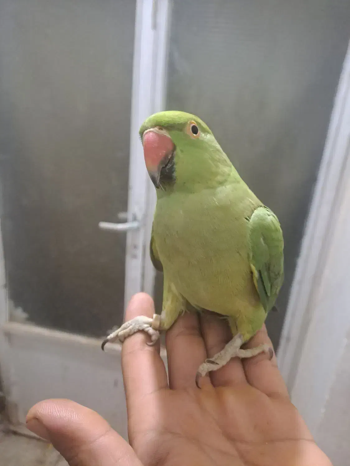 طوطی ملنگو دستی فول|پرنده|میبد, |دیوار