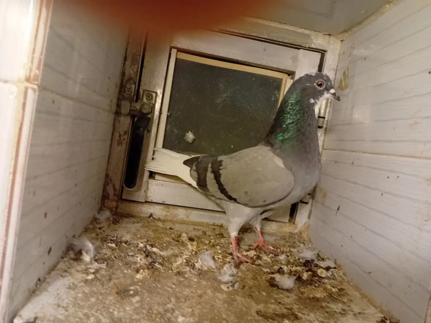 کبوتر|پرنده|میاندوآب, |دیوار