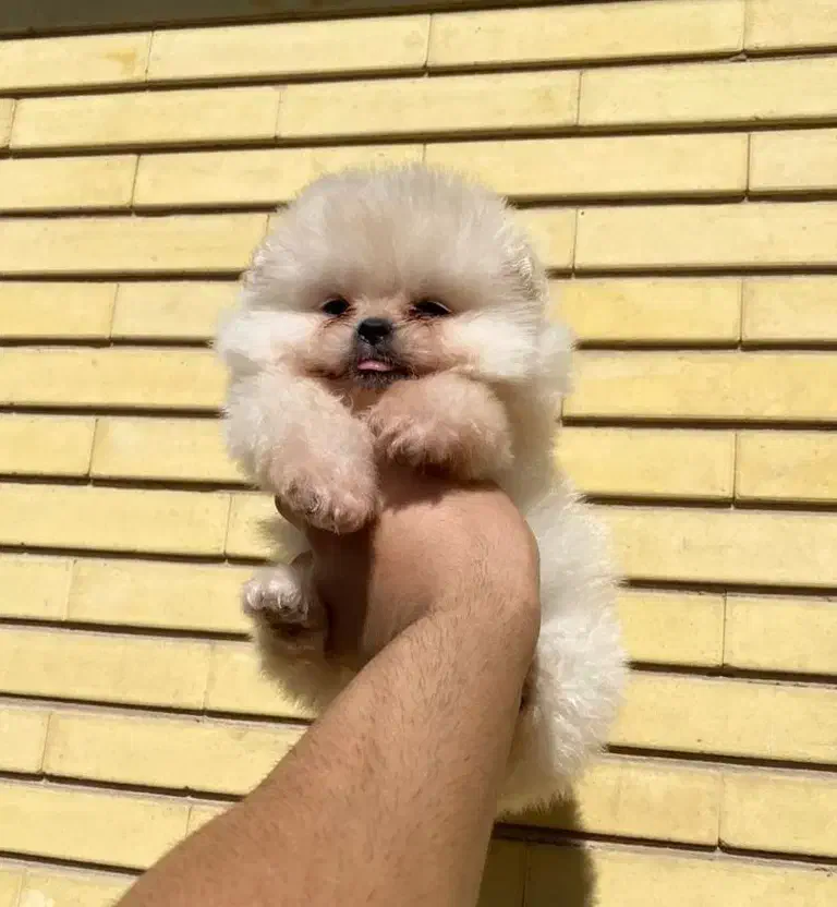 مجموعه پت راد|سگ|مشهد, چهارچشمه|دیوار