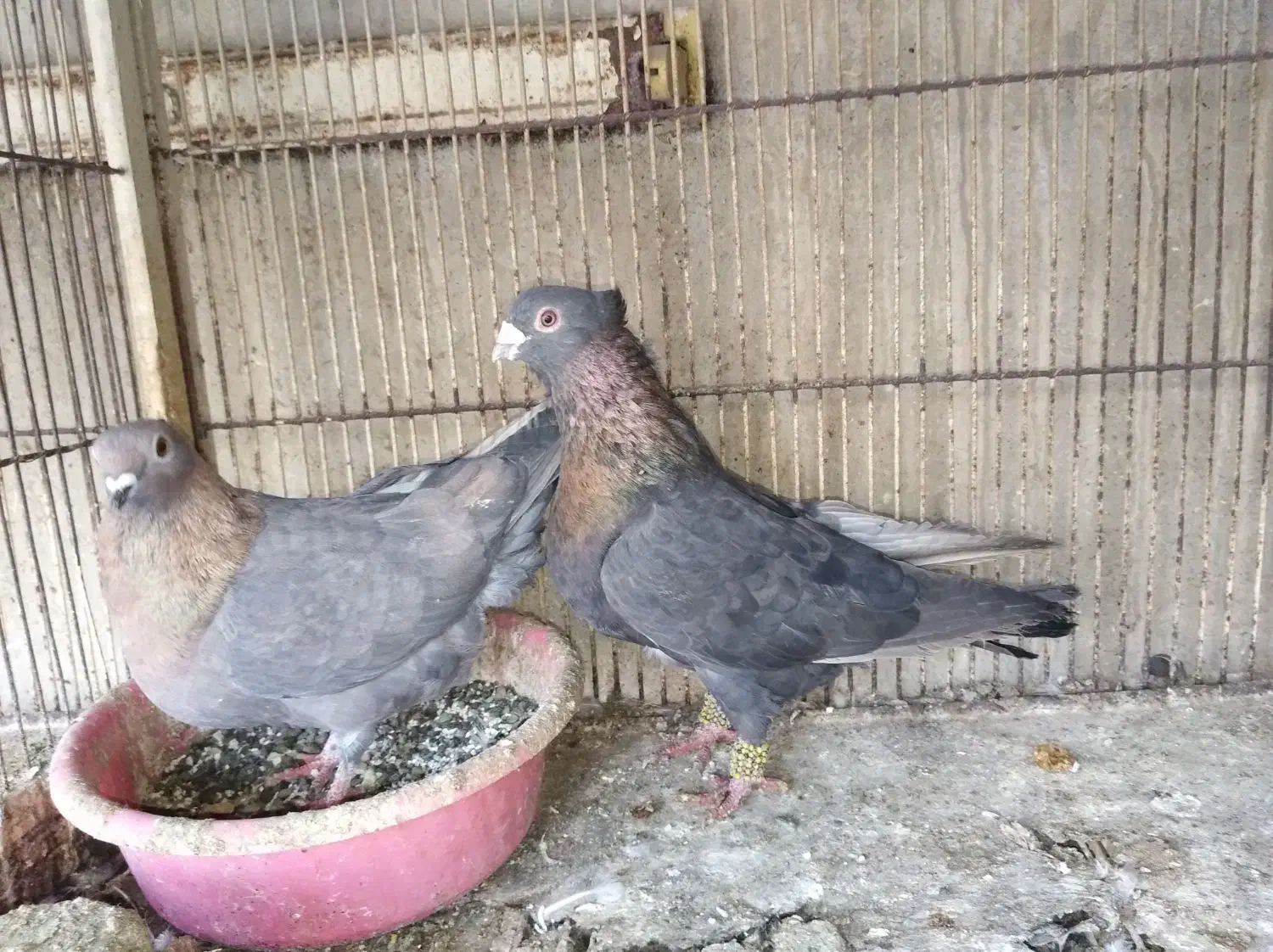 موشی ۷رنگ نروماده|پرنده|مشهد, دانشجو|دیوار