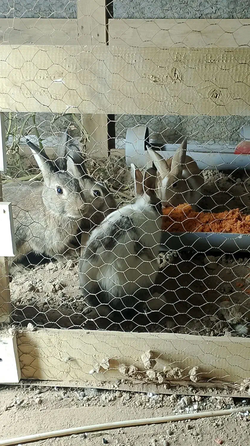 خرگوش|موش و خرگوش|برخوار, |دیوار