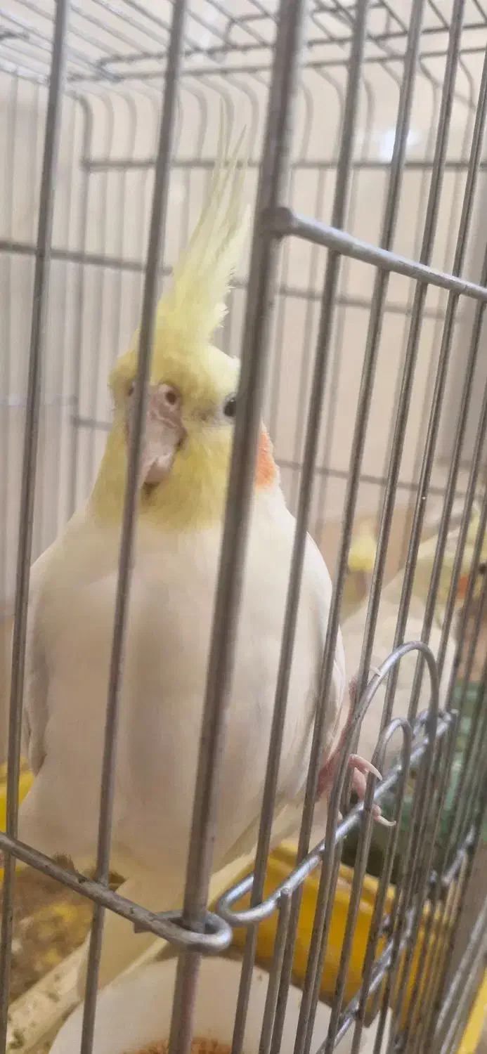 دو جفت طوطی|پرنده|بهبهان, |دیوار