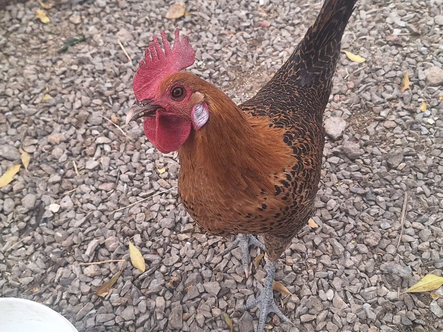 خروس|حیوانات مزرعه|اصفهان, شهید رجایی|دیوار