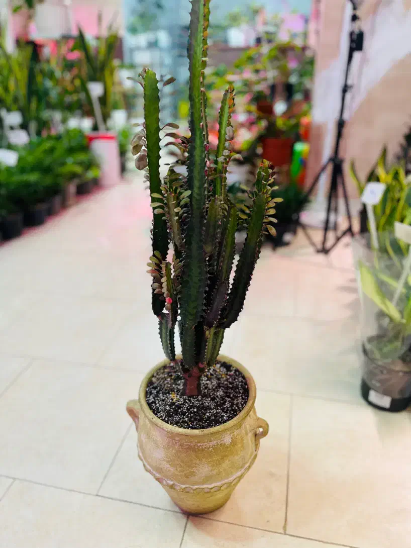 فروش گلهای آپارتمانی و مشاوره گیاه پزشکی|گل و گیاه طبیعی|پردیس, فاز ۴|دیوار