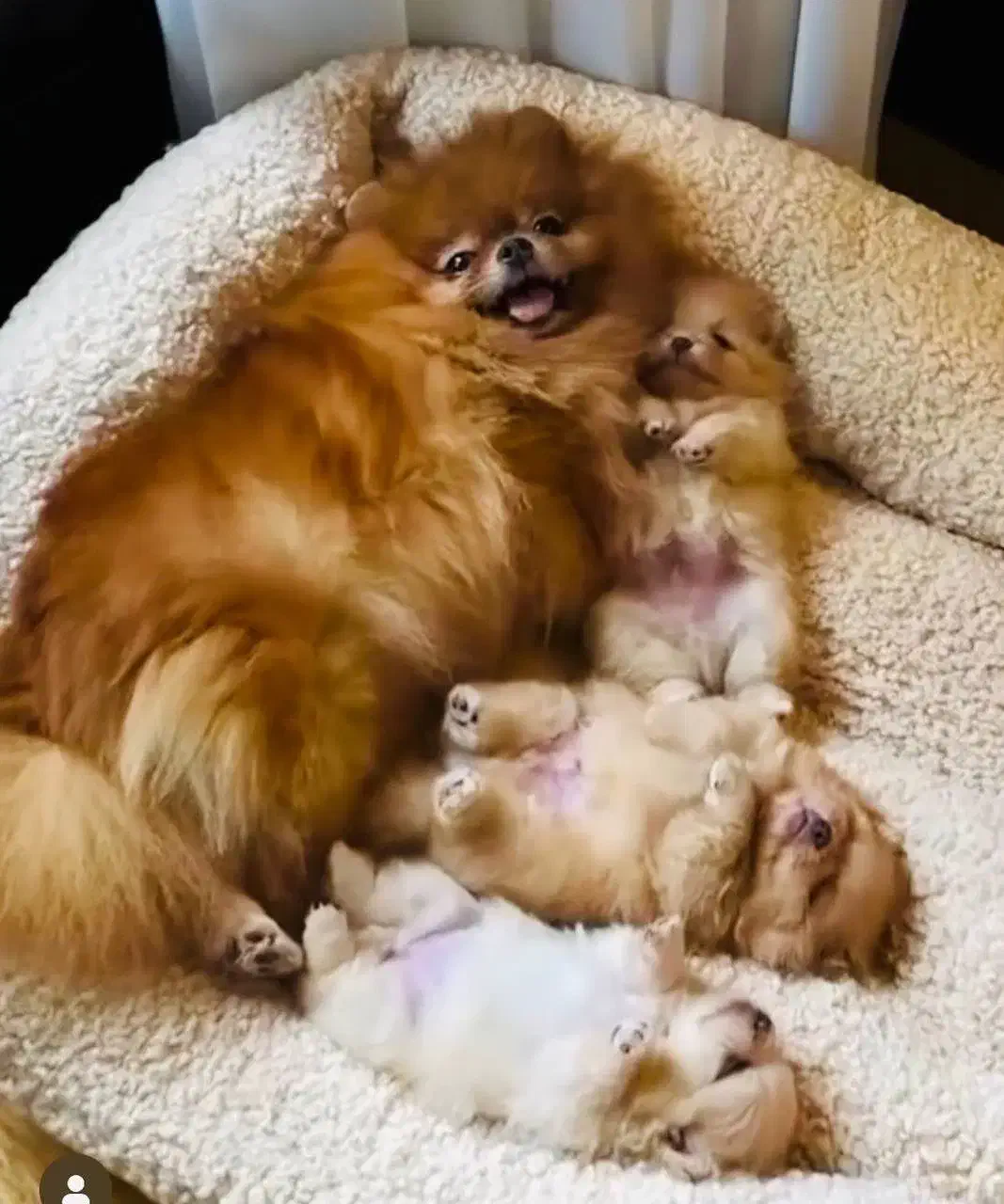 توله سگ پامر کوچولو دو ماه ۱۰ م|سگ|تهران, چیتگر جنوبی|دیوار