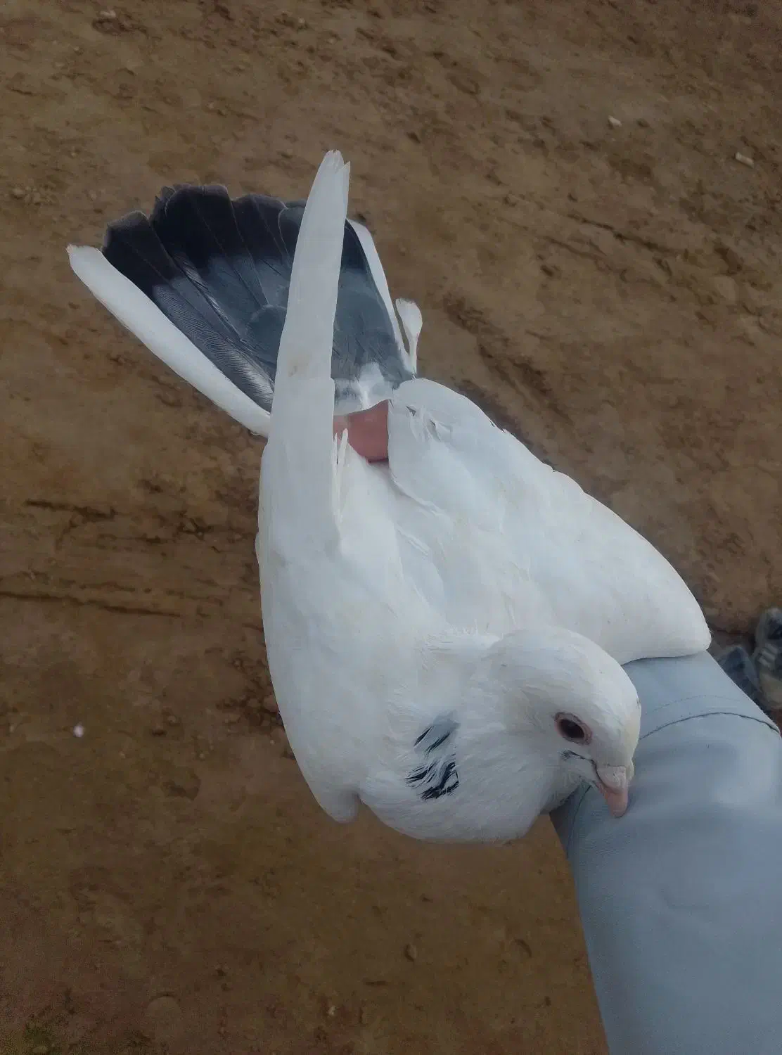 کفتر|پرنده|قرقری, |دیوار