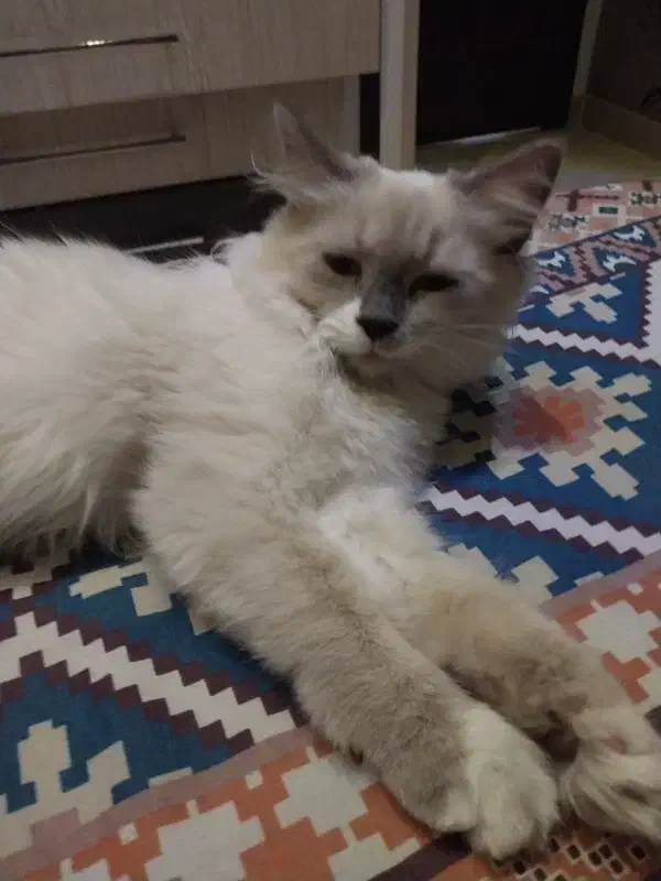 گربه هیمالین اصیل|گربه|کرمانشاه, |دیوار