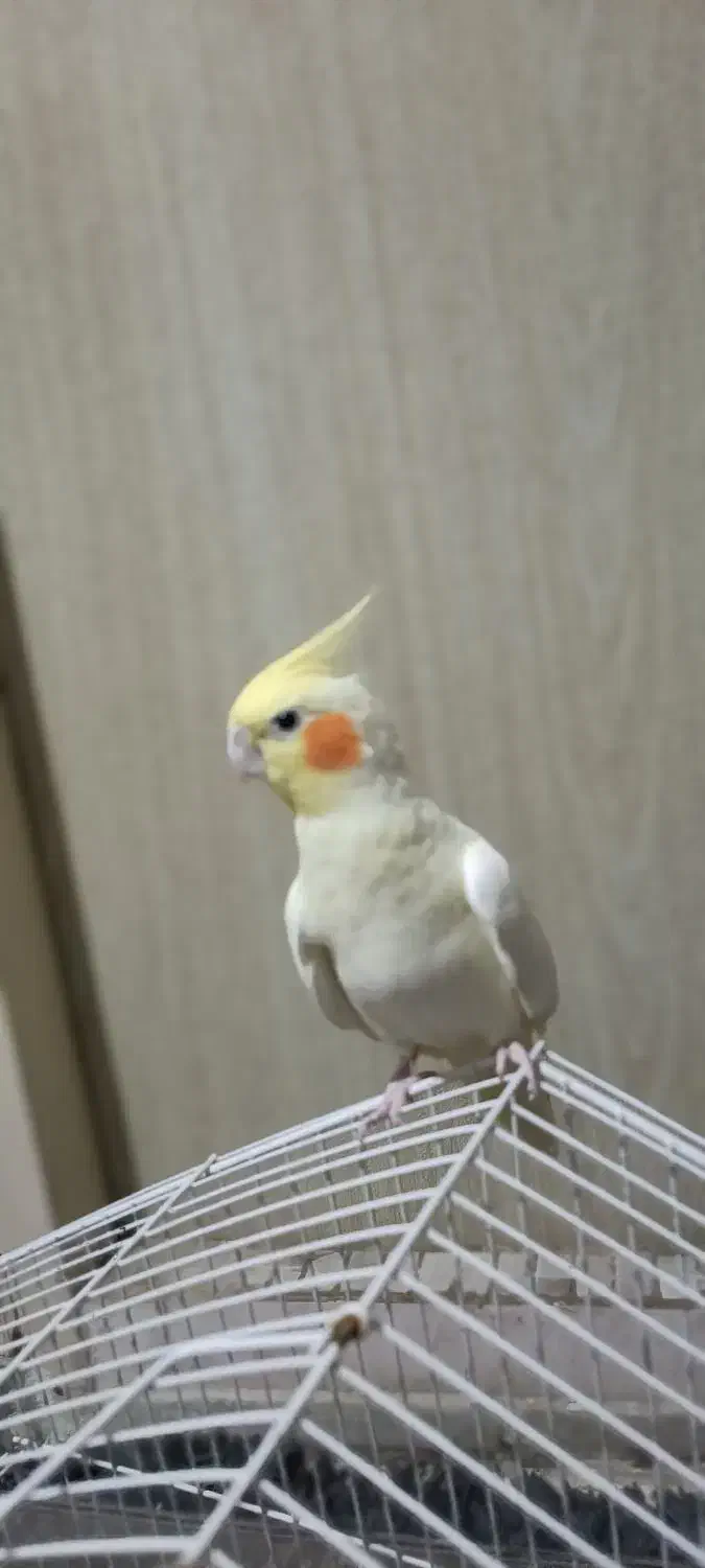 عروس هلندی مولد|پرنده|قدس, شهر‌قدس|دیوار