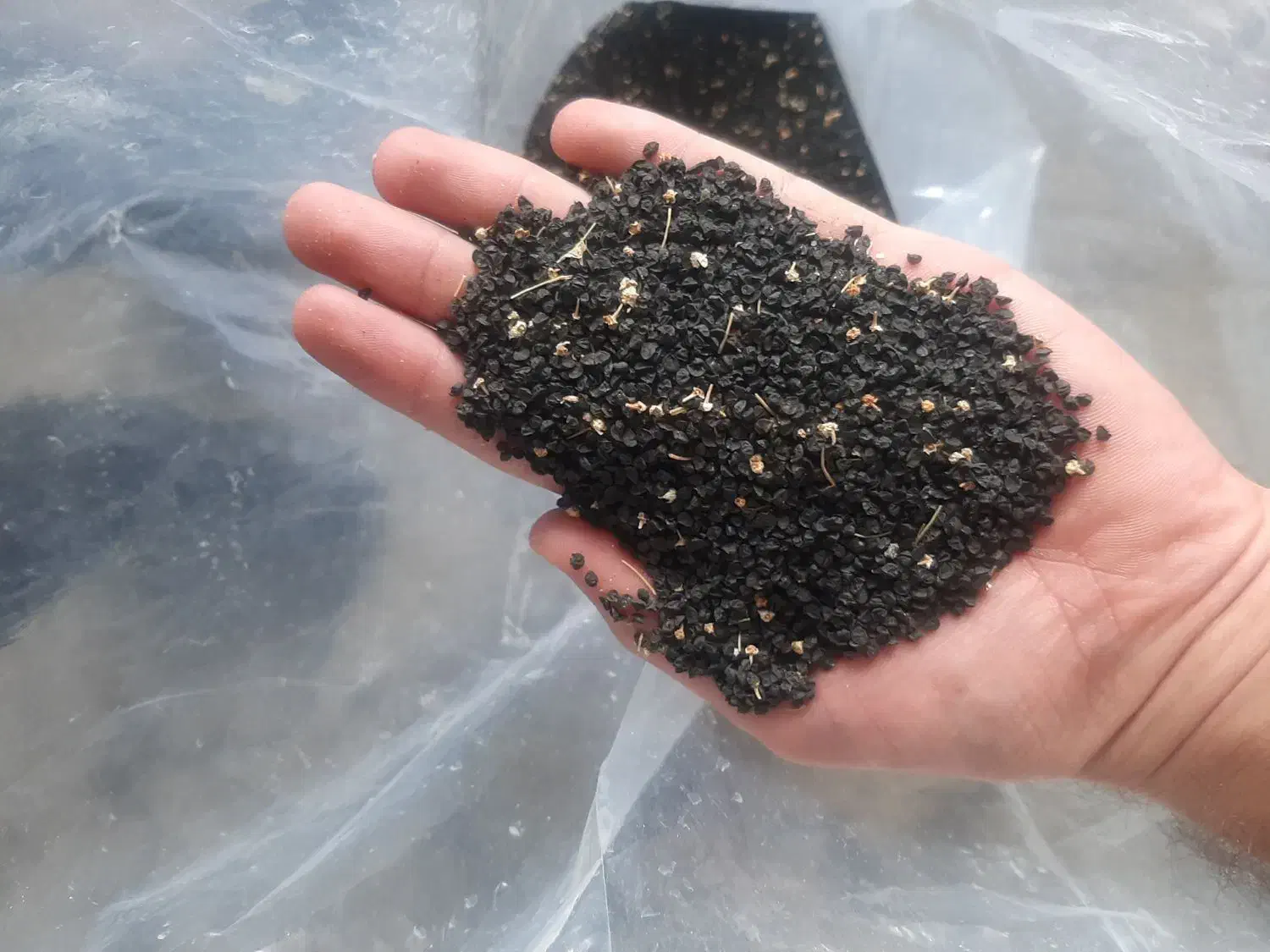 بذر پیاز قرمز|گل و گیاه طبیعی|نوشین شهر, |دیوار