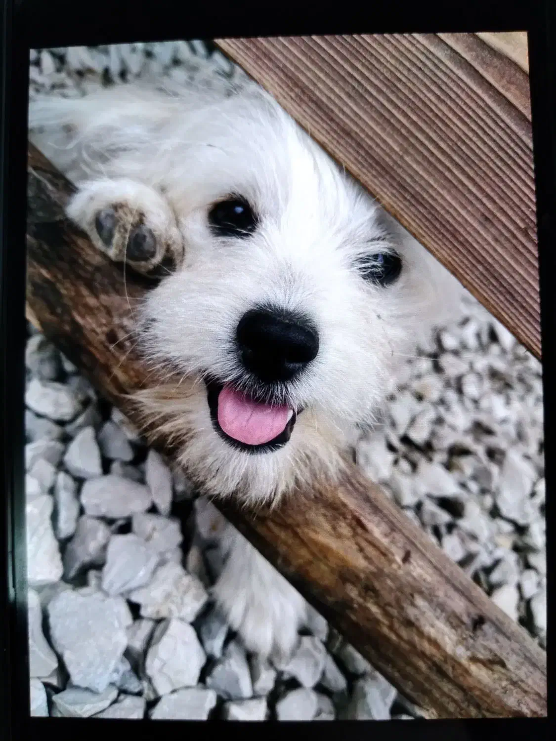 سگ شیتزو|سگ|نوشهر, |دیوار