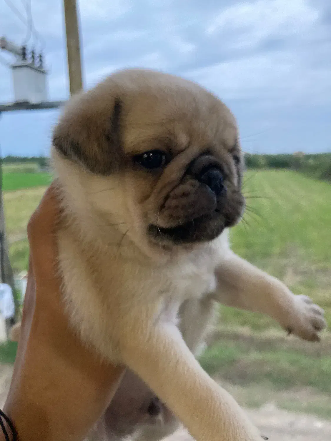 توله پاگ نخودی|سگ|قائمشهر, |دیوار