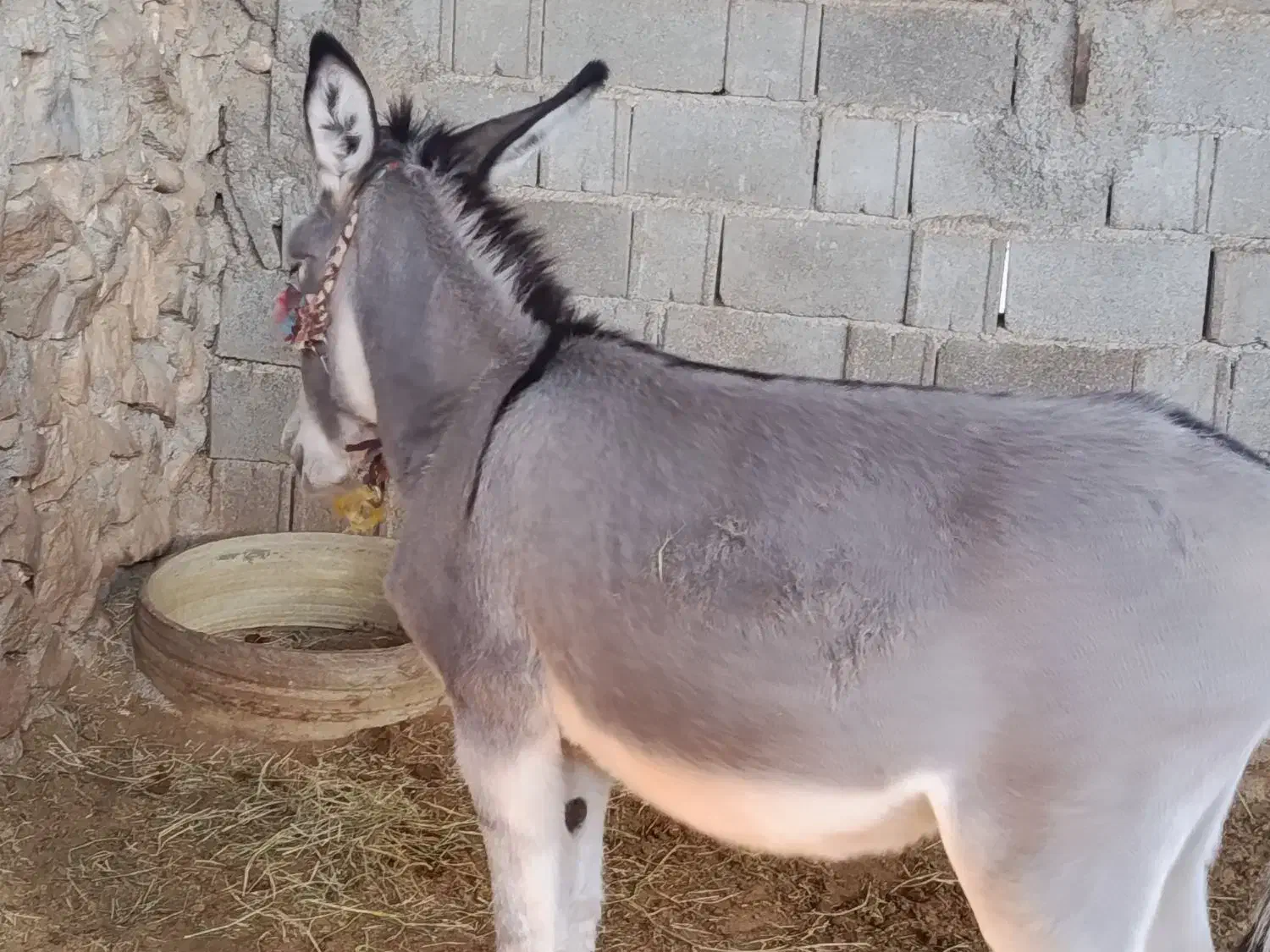 خر.|حیوانات مزرعه|نورآباد ممسنی, |دیوار