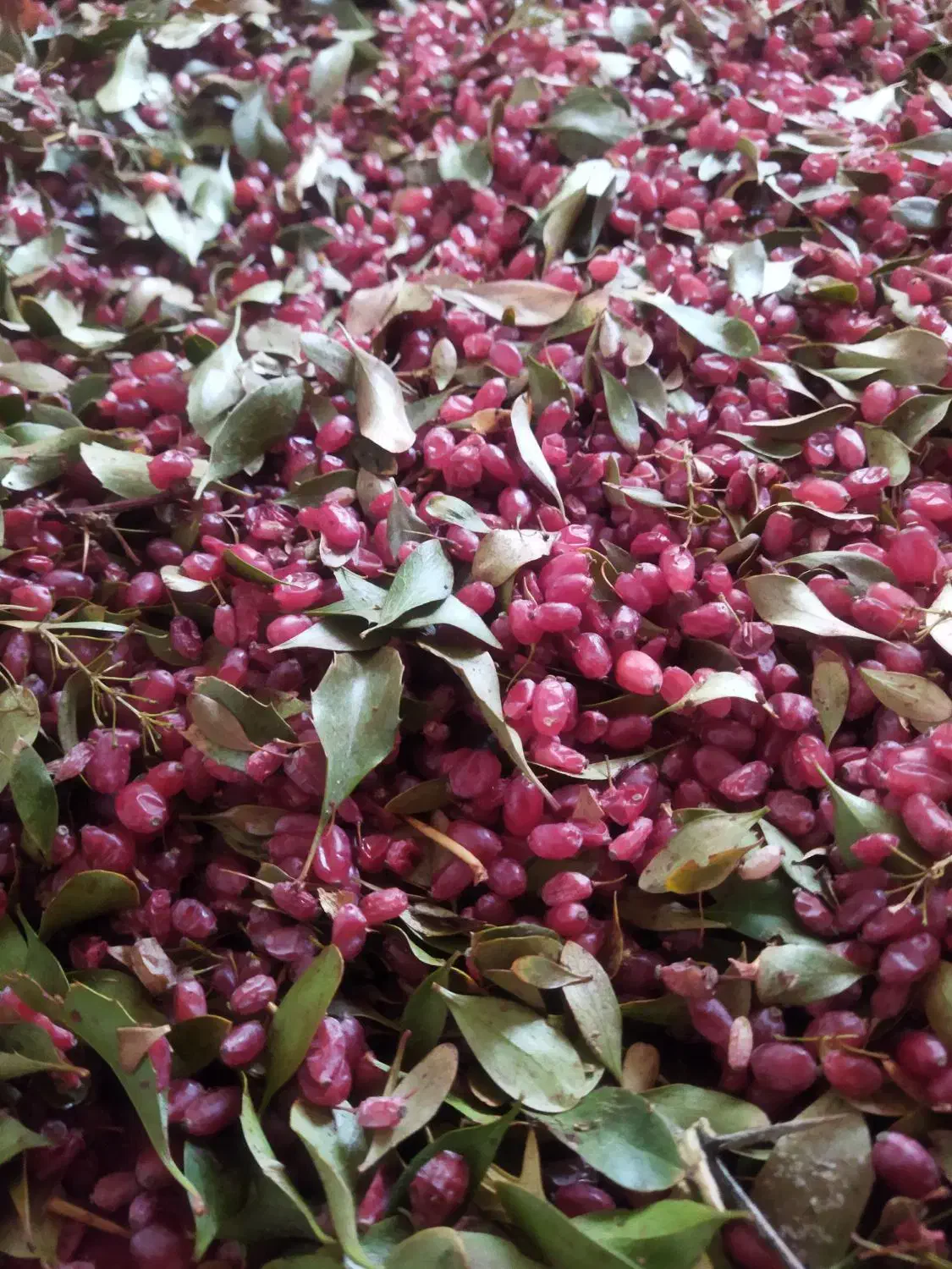 زرشک تازه فروش فوری|خوردنی و آشامیدنی|تربتحیدریه, بی بی حسنیه|دیوار