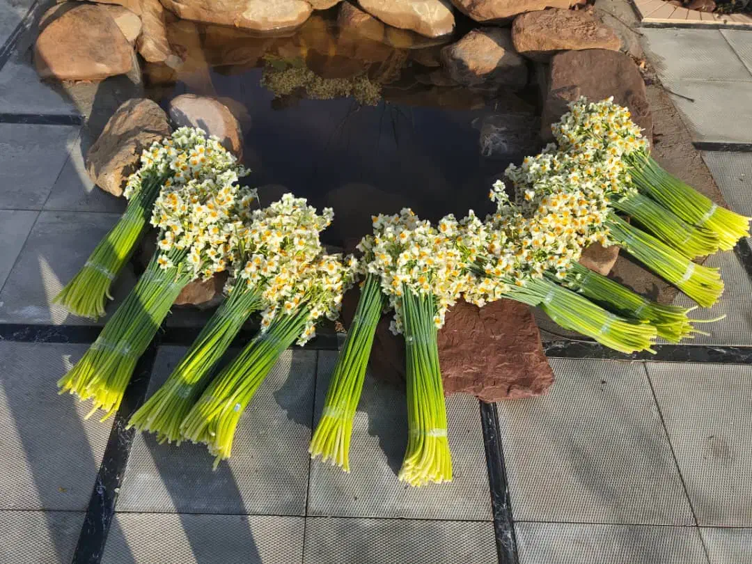 گل  نرگس|گل و گیاه طبیعی|شیراز, ترمینال باربری|دیوار