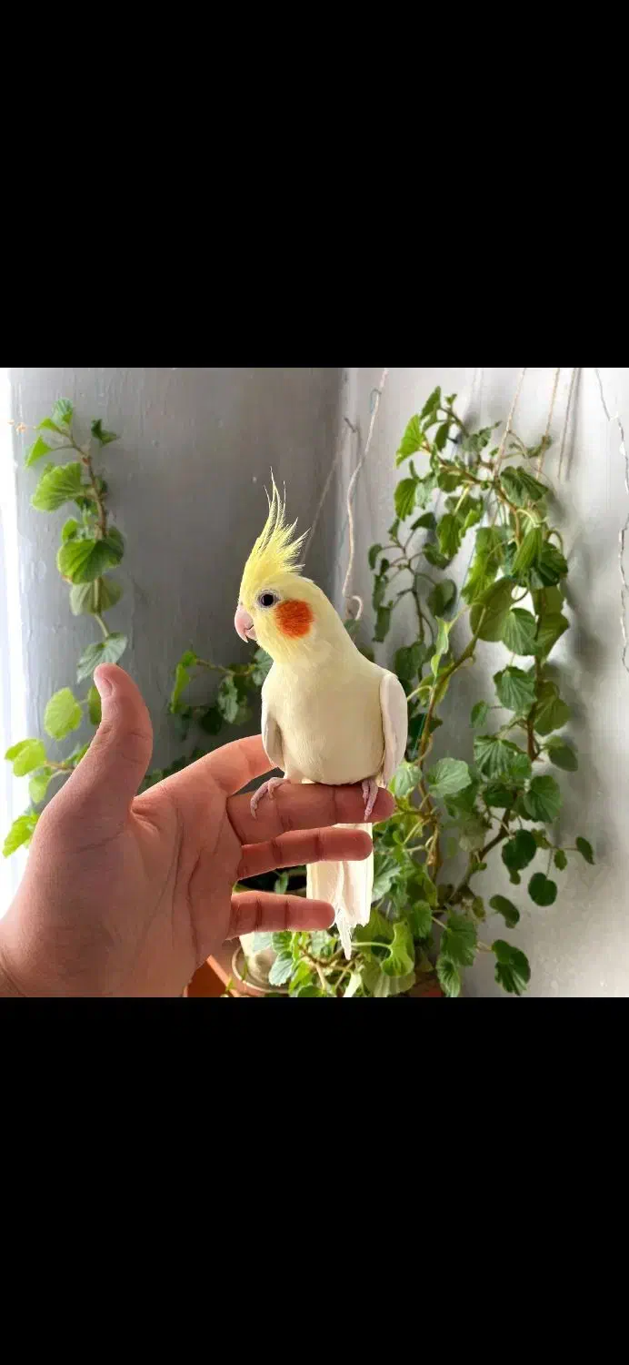 سه جفت عروس هلندی مولد|پرنده|کنگاور, |دیوار