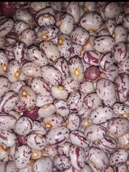 فروش لوبیا چیتی|عمدهفروشی|کندوان, |دیوار