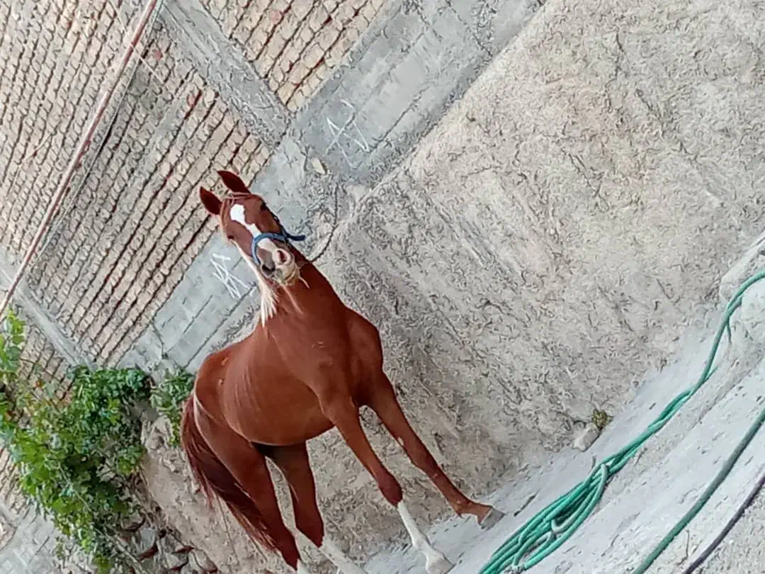 اسب، کره مادیان|اسب و تجهیزات اسب‌سواری|مسجد سلیمان, |دیوار