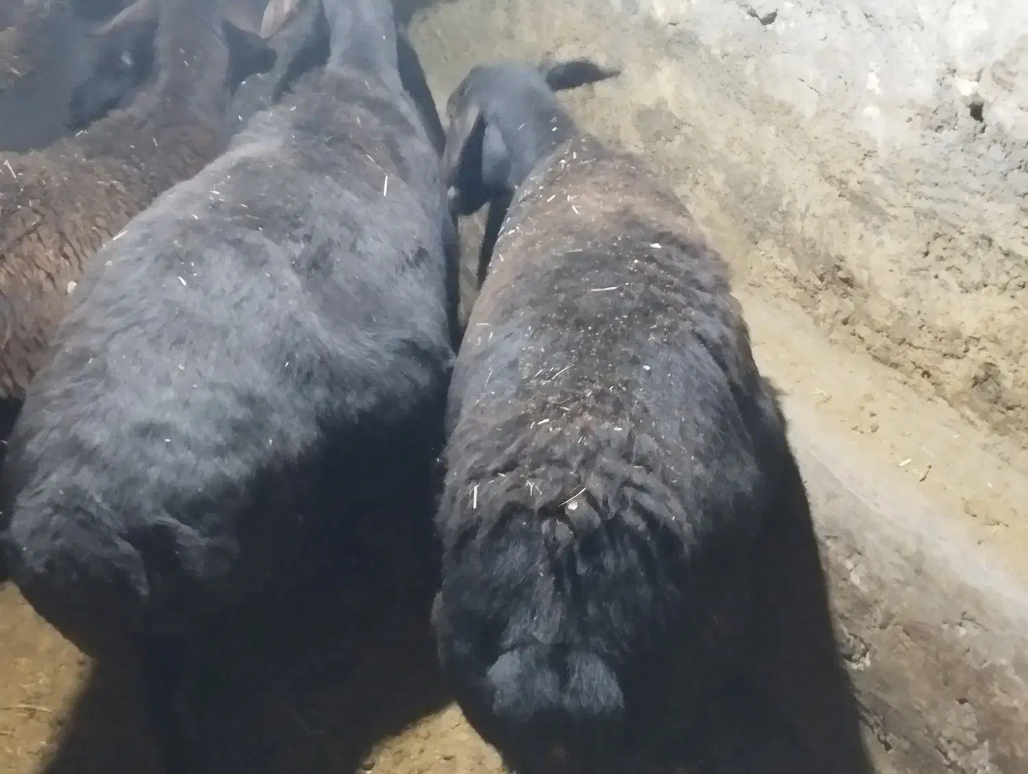 یجفت میش|حیوانات مزرعه|چادگان, |دیوار