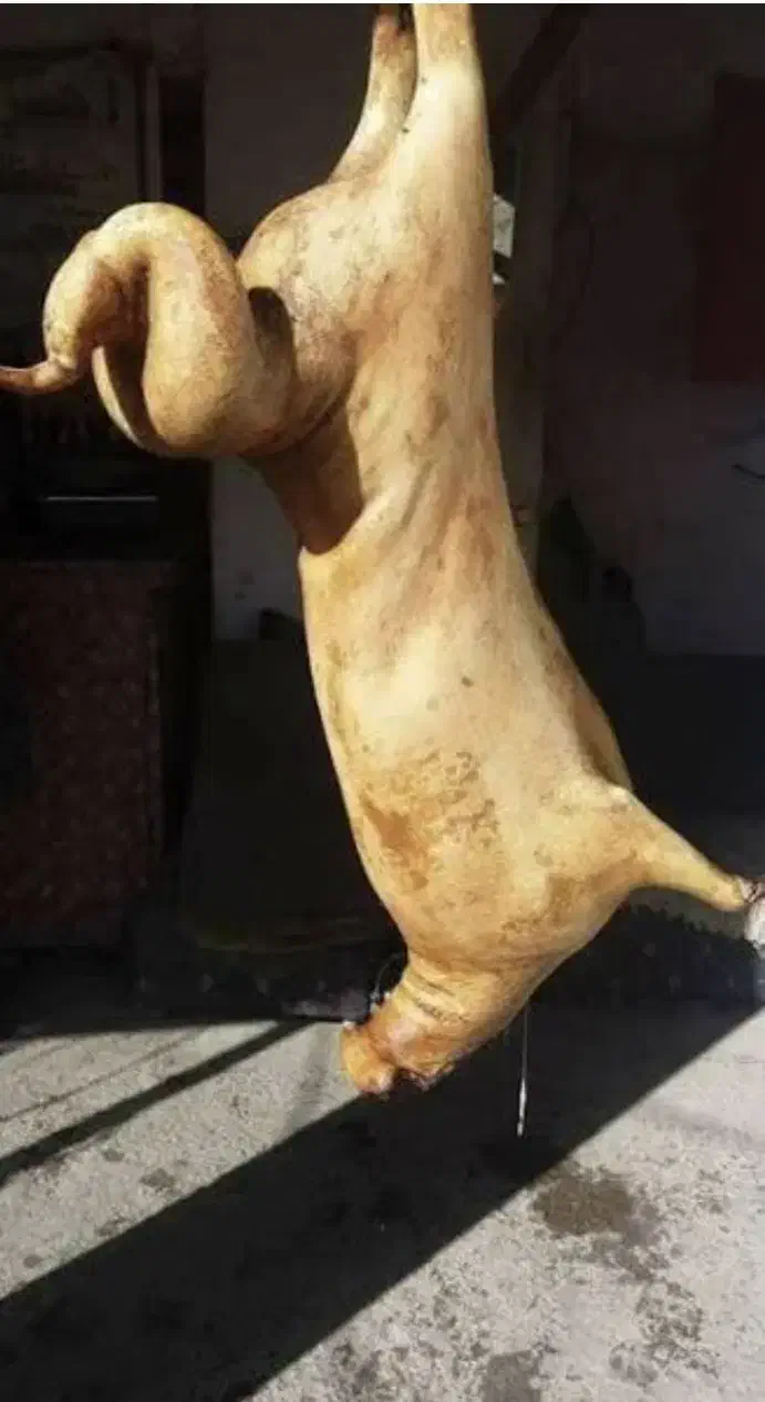 گوسفند لندی بره نر ماده میش قوچ بزغاله زنده دام|حیوانات مزرعه|مشهد, نوید|دیوار