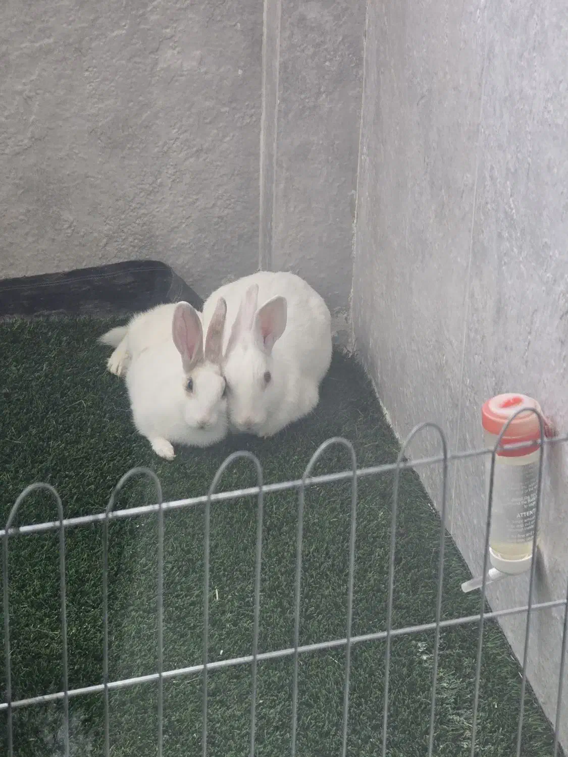 خرگوش|موش و خرگوش|اصفهان, سپاهان‌شهر|دیوار