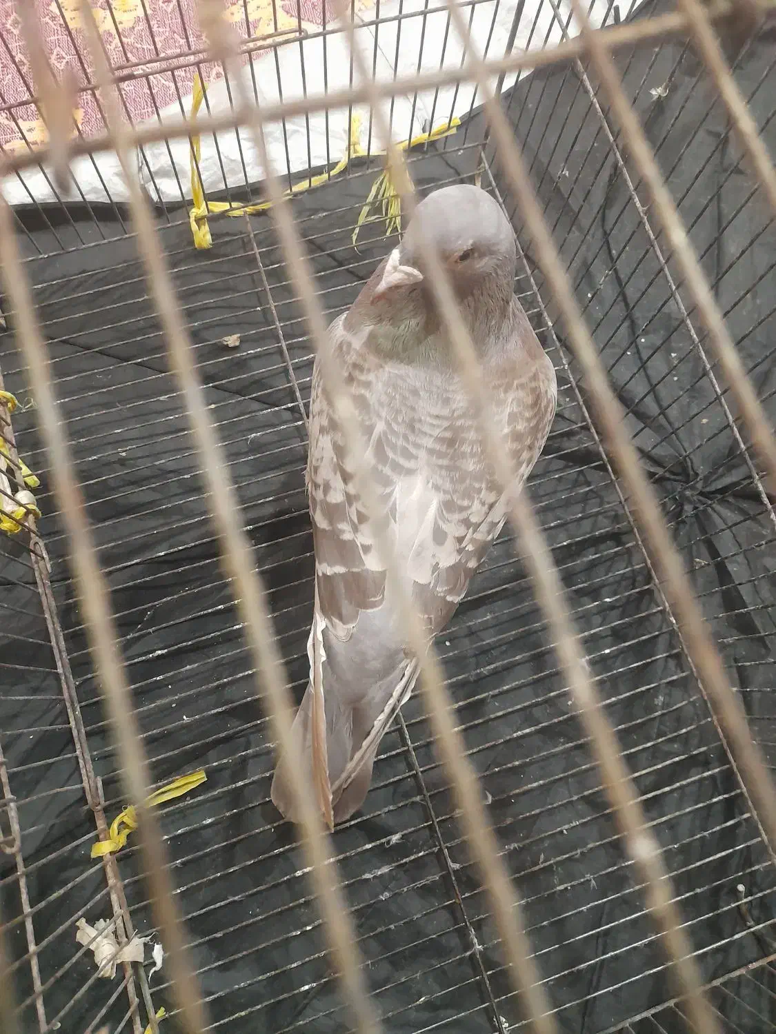 چند شب پیش گرفتمش|حیوانات|بروجرد, |دیوار