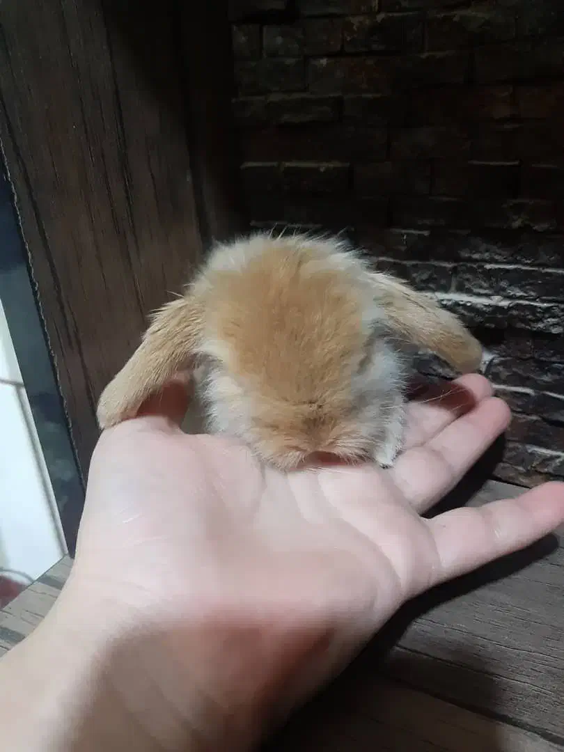 بچه خرگوش لوپ ترکیش. مینیاطوری خانگی|موش و خرگوش|کرمان, |دیوار