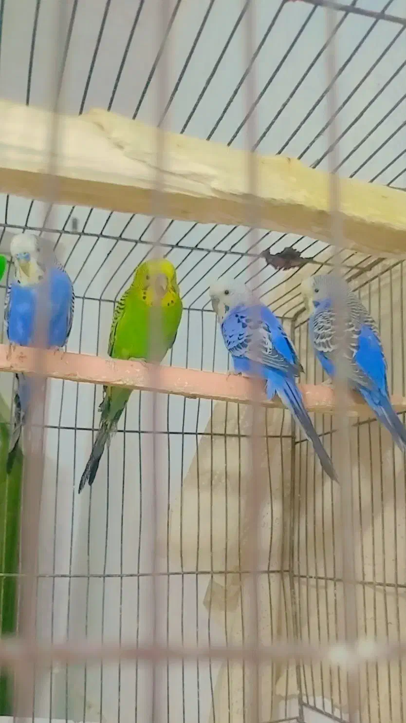 مرغ عشق|پرنده|کارون, |دیوار