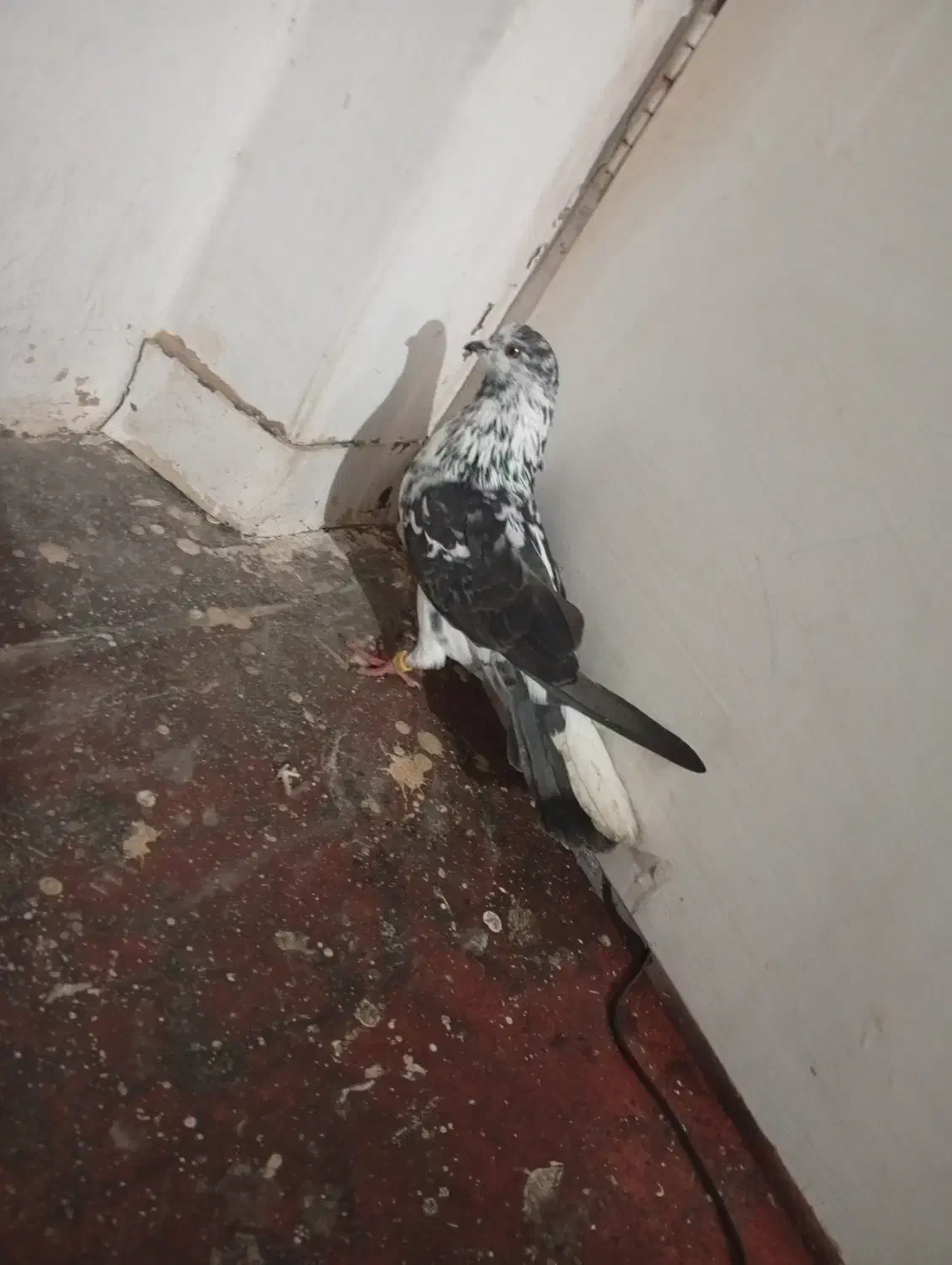 یک عدد کبوتر قاره|پرنده|چالوس, |دیوار