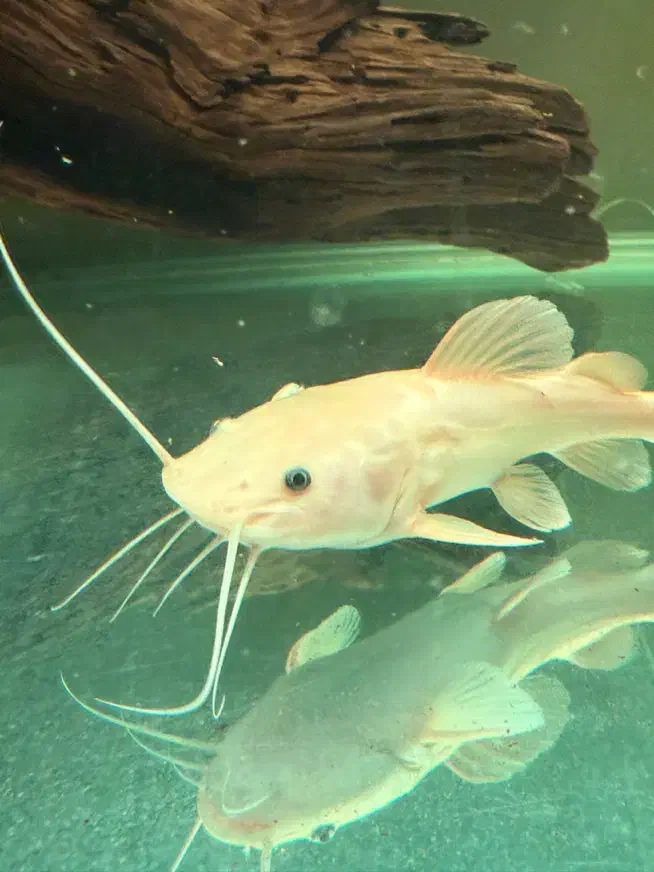 پلاتنیوم رد تیل|ماهی|تهران, شارق|دیوار