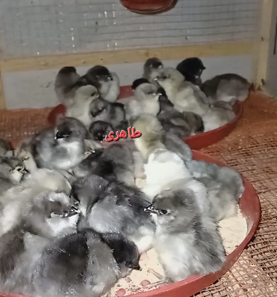 جوجه مرغ و خروس گلین طوسی|حیوانات مزرعه|اصفهان, شهید رجایی|دیوار