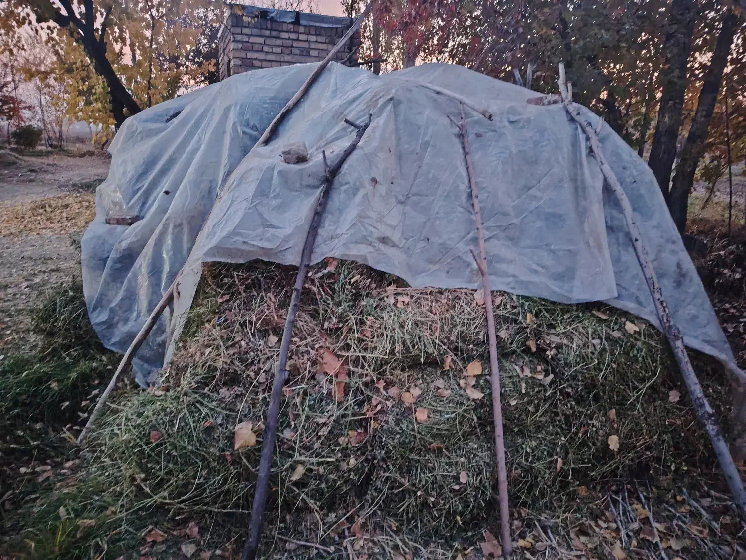 یونجه خالص|لوازم جانبی حیوانات|نوشین شهر, |دیوار