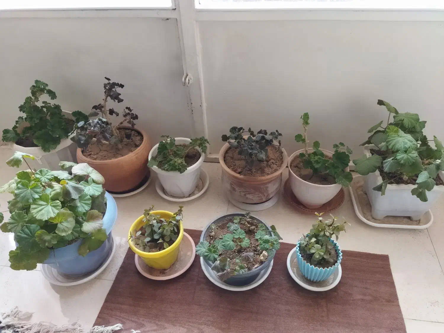 تعدادی گل و گلدان|گل و گیاه طبیعی|شاهین‌شهر, فدک|دیوار