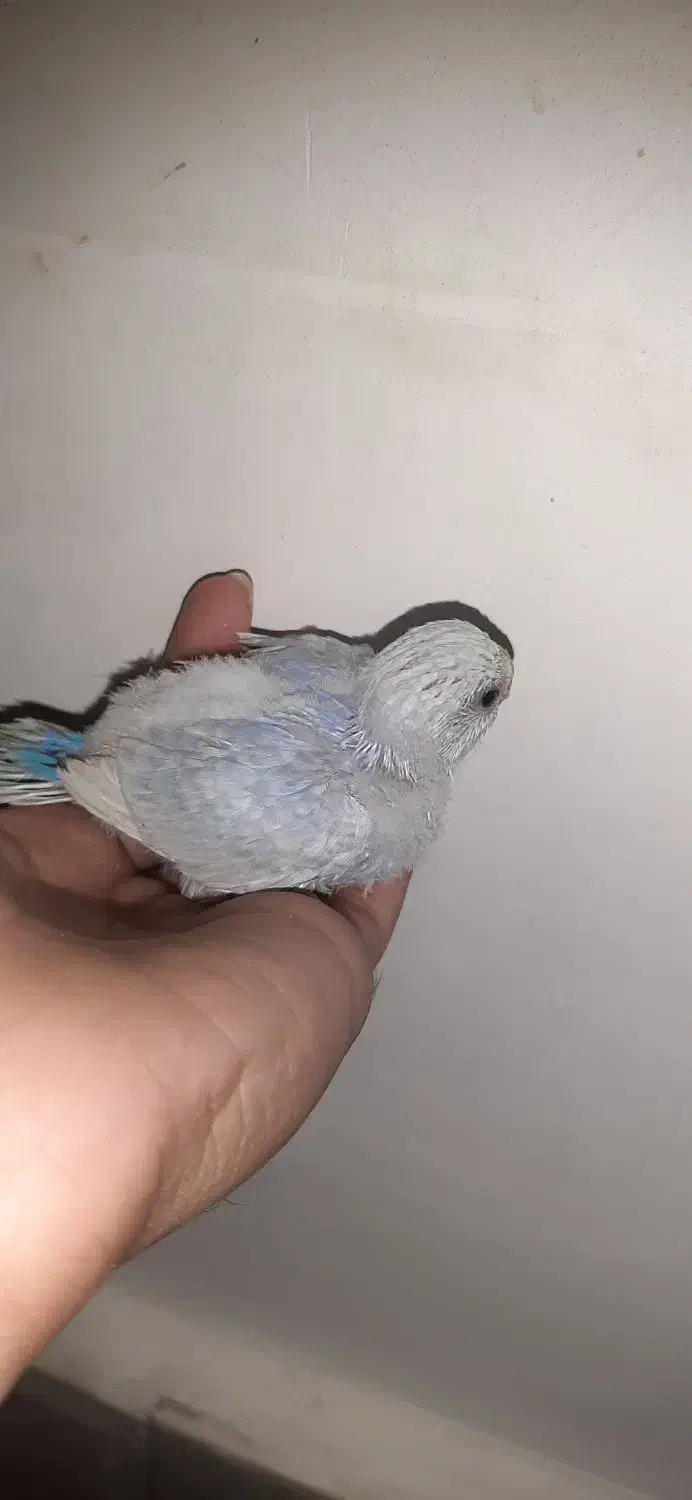 جوجه مرغ عشق|پرنده|زاهدان, |دیوار