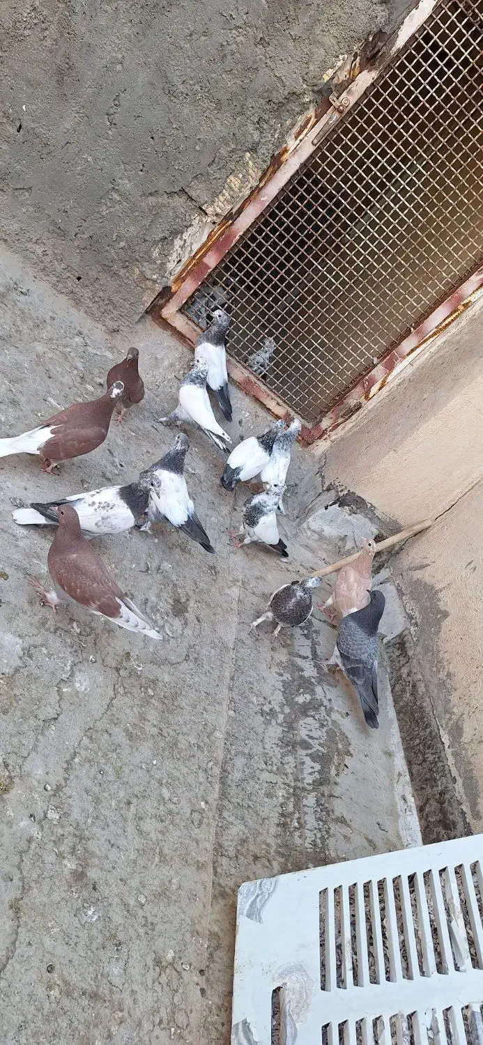کفتر جوجه آس|پرنده|قم, کیوانفر|دیوار