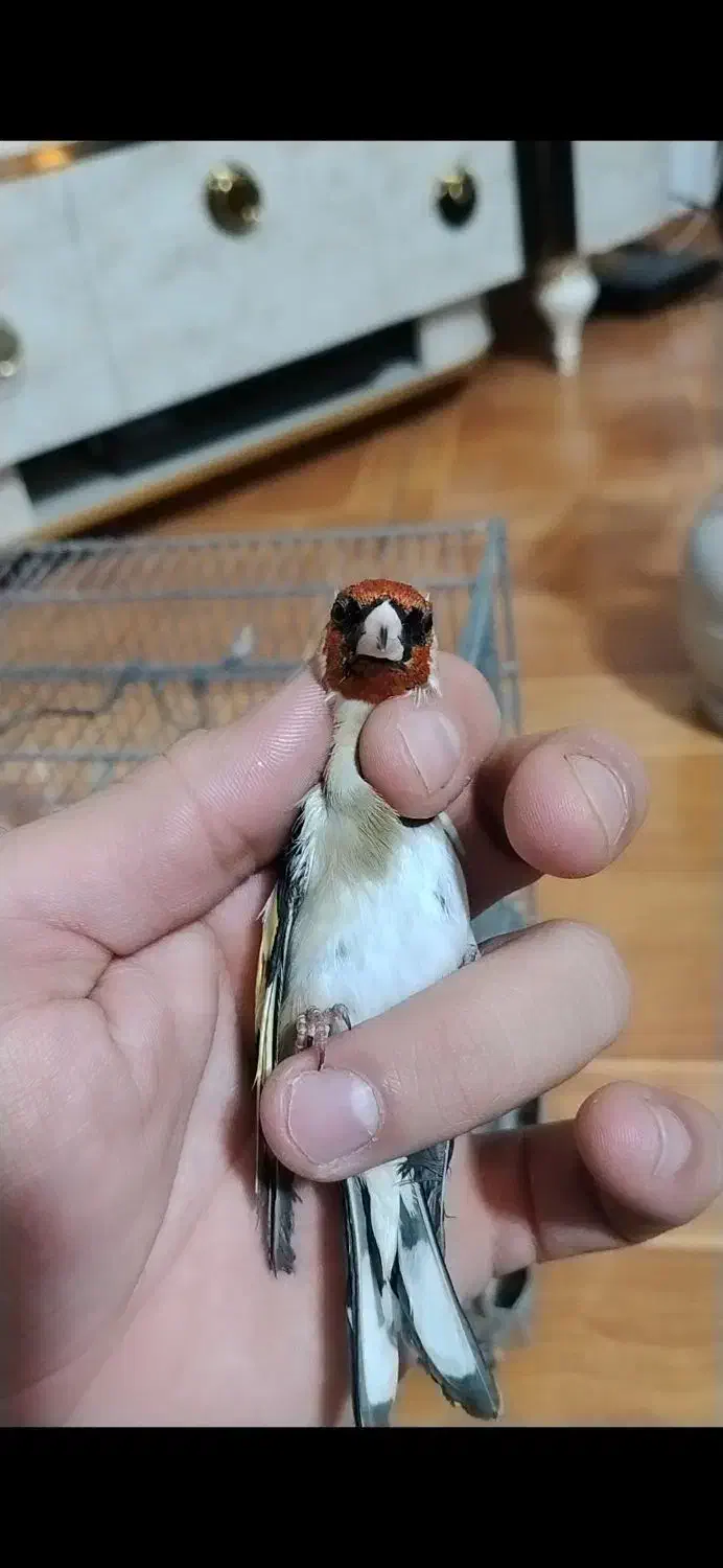 سهره نشون دار|پرنده|تهران, خلیج فارس|دیوار