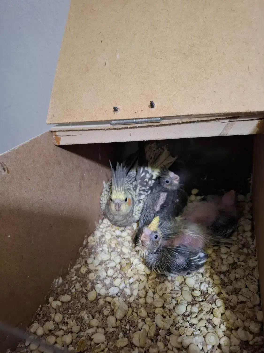 یک جفت عروس هلندی مولد جوان باسه تا جوجه|پرنده|کاشمر, |دیوار