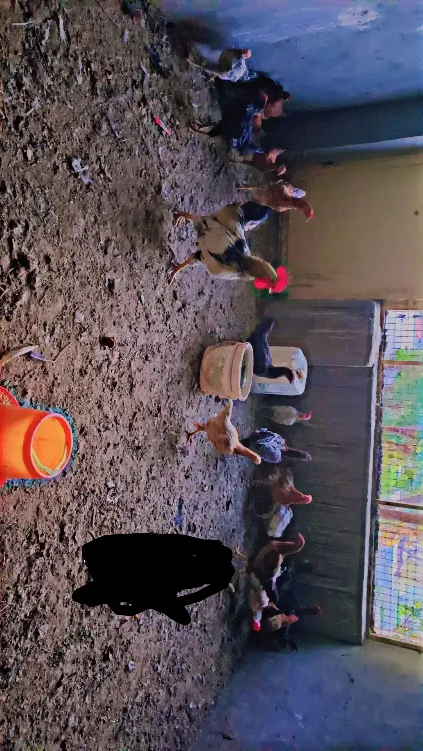 تعدادی مرغ محلی|حیوانات مزرعه|خواف, |دیوار