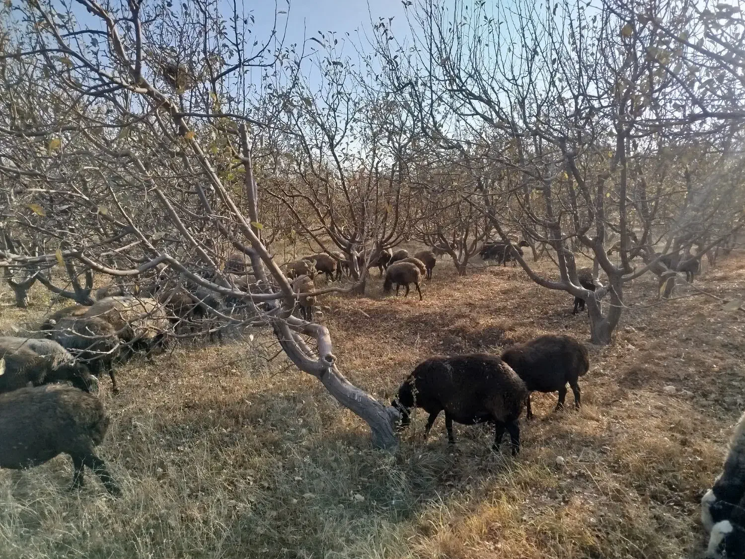 گوسفند اصیل شال|حیوانات مزرعه|تاکستان, |دیوار