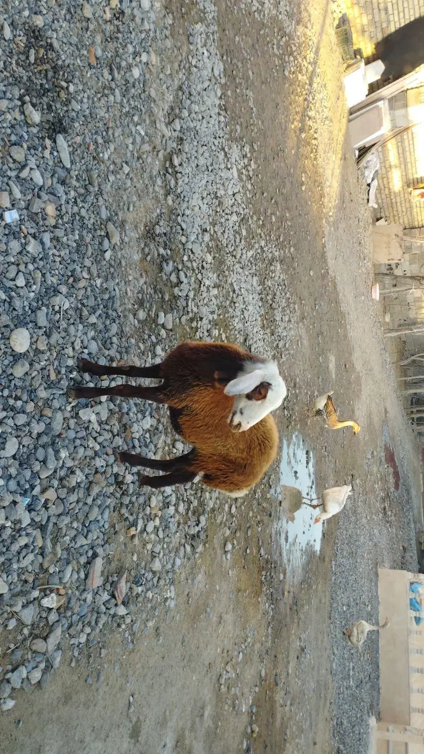 تقلی داشتی|حیوانات مزرعه|انبارآلوم, |دیوار