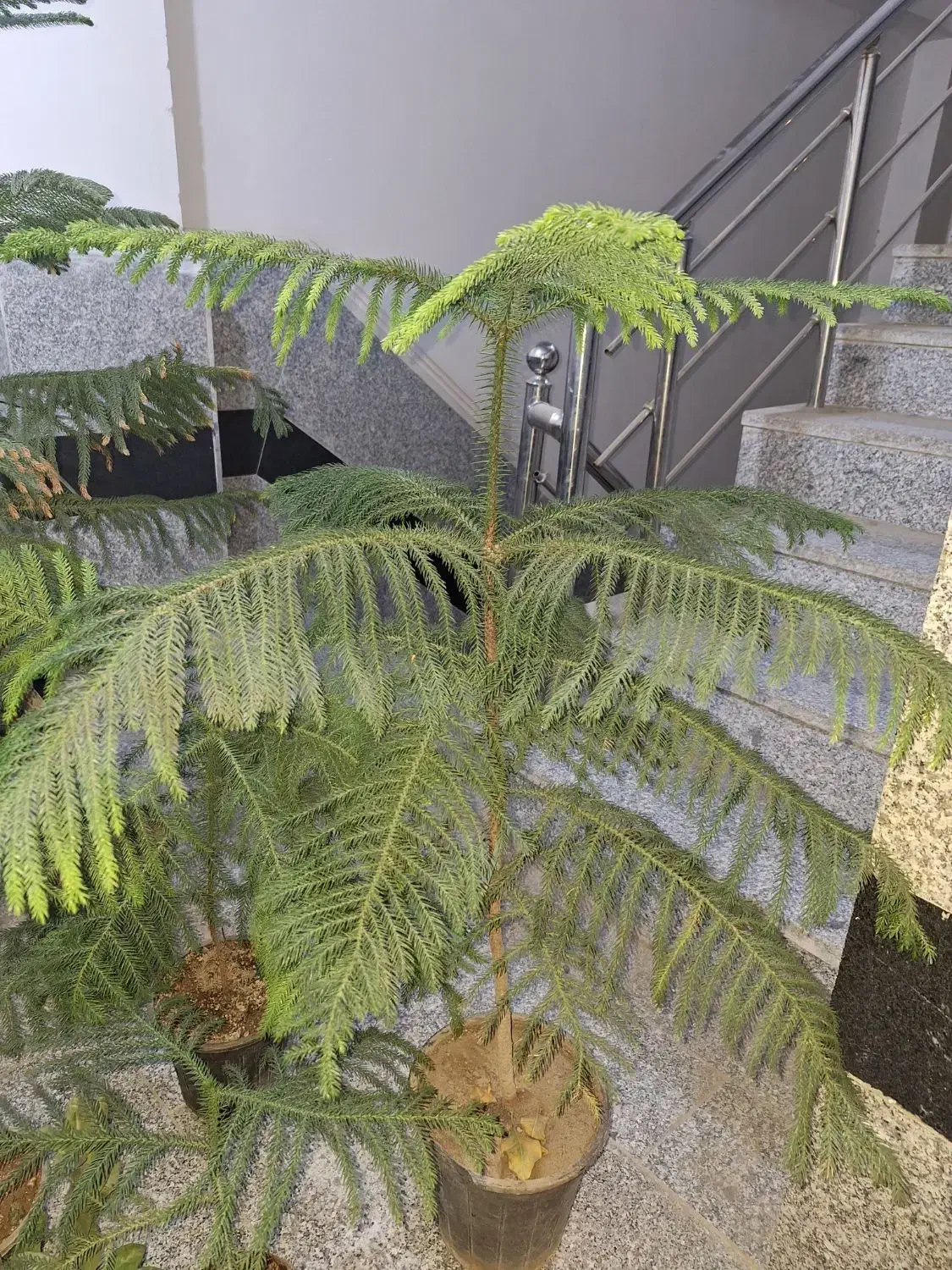 فروش فوری چند عدد گل نصف قیمت بازار|گل و گیاه طبیعی|کهنوج, |دیوار