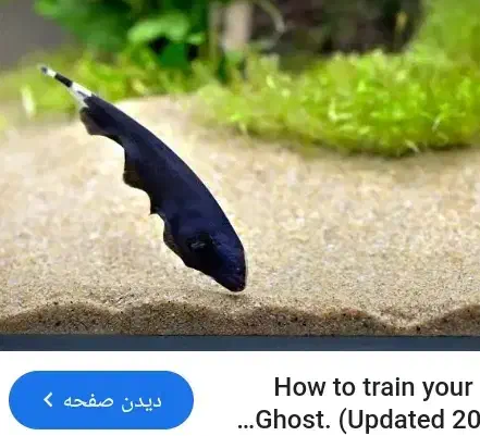 فروش فوری ماهی بلک گوست|ماهی|دامغان, |دیوار