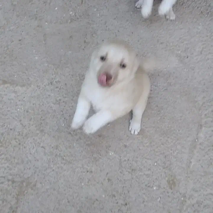 توله های ریز فیندو اصل سراب قدیم ۵ماهه|سگ|سراب, |دیوار