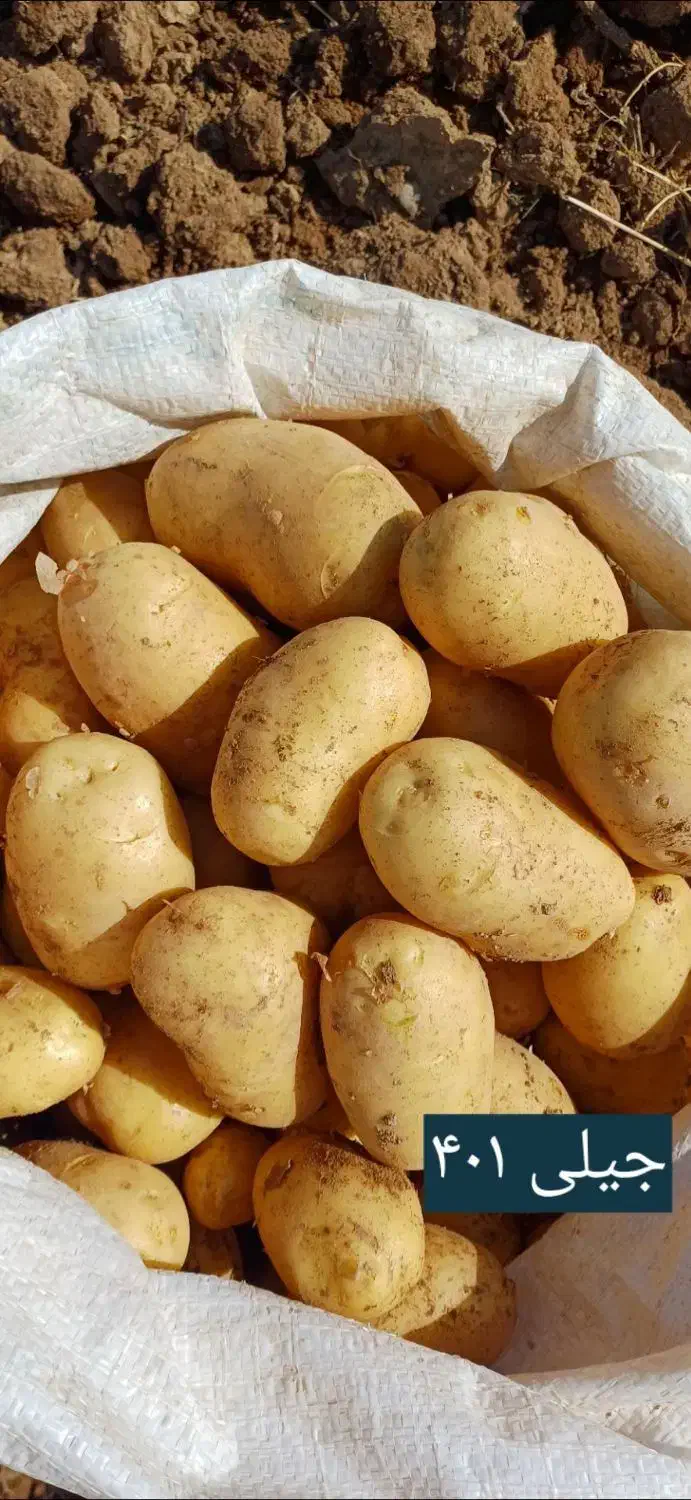 سیب زمینی|عمدهفروشی|کبودرآهنگ, |دیوار