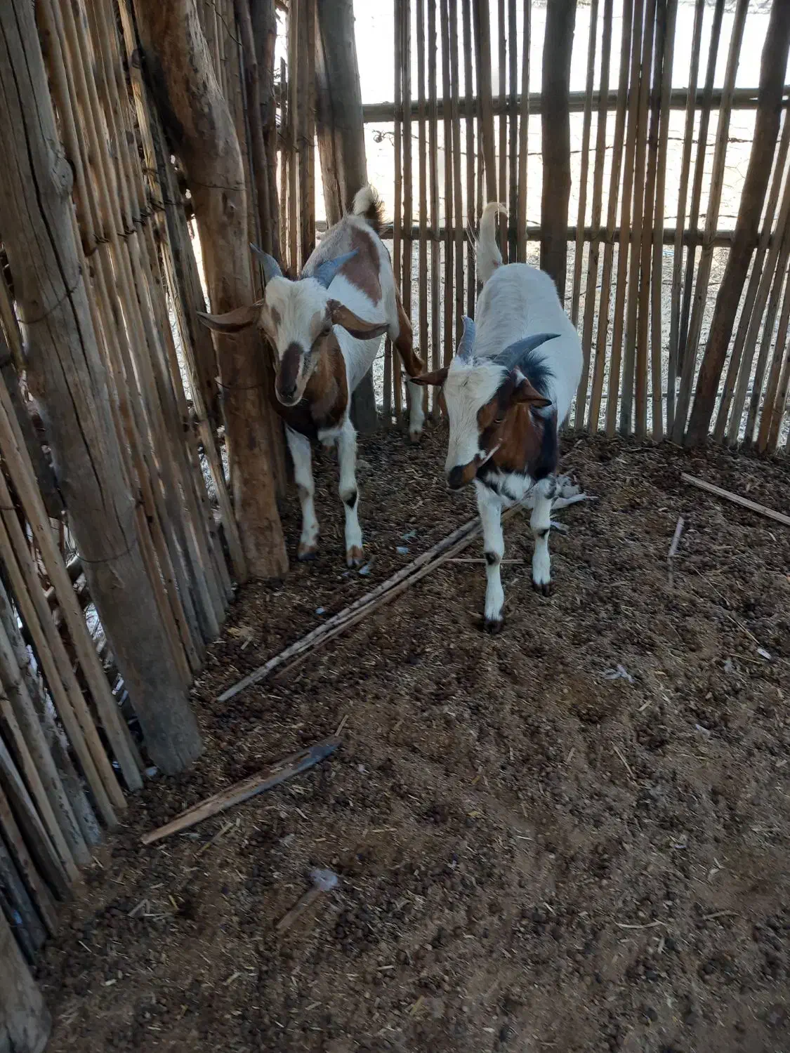 حیوانات|حیوانات مزرعه|شمیل, |دیوار