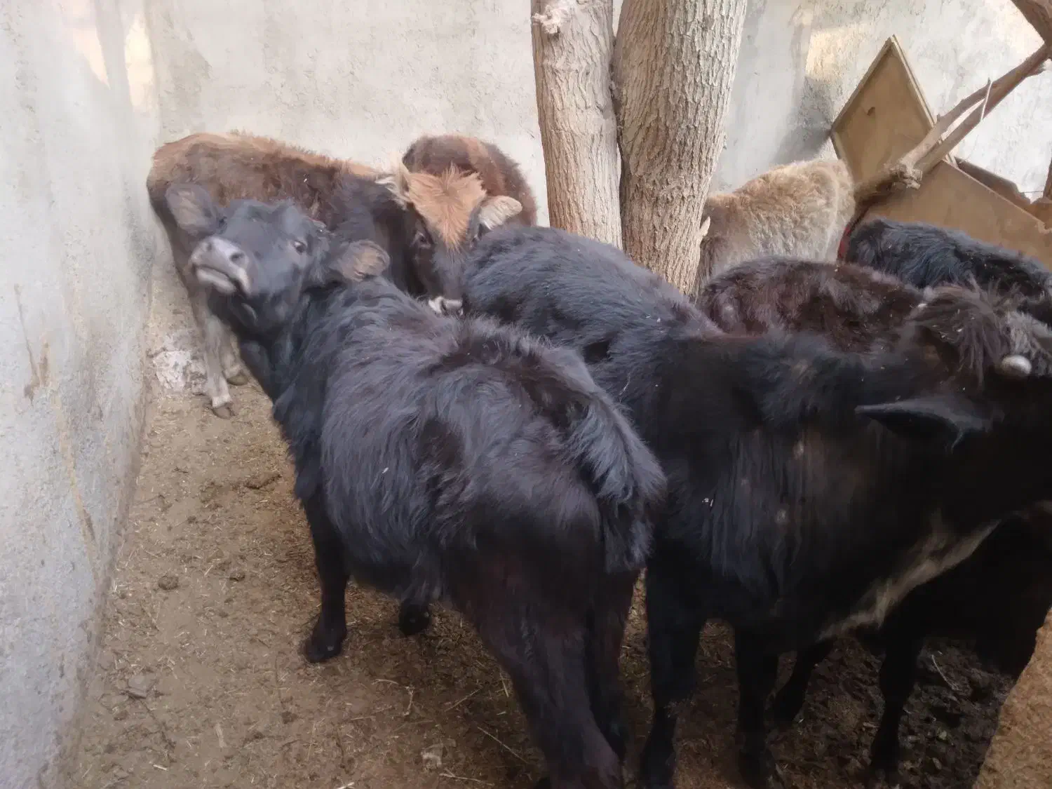 ۶عدد گوساله ماده ویک  گاو محلی ۷ماه آبستن|حیوانات مزرعه|قنوات, |دیوار