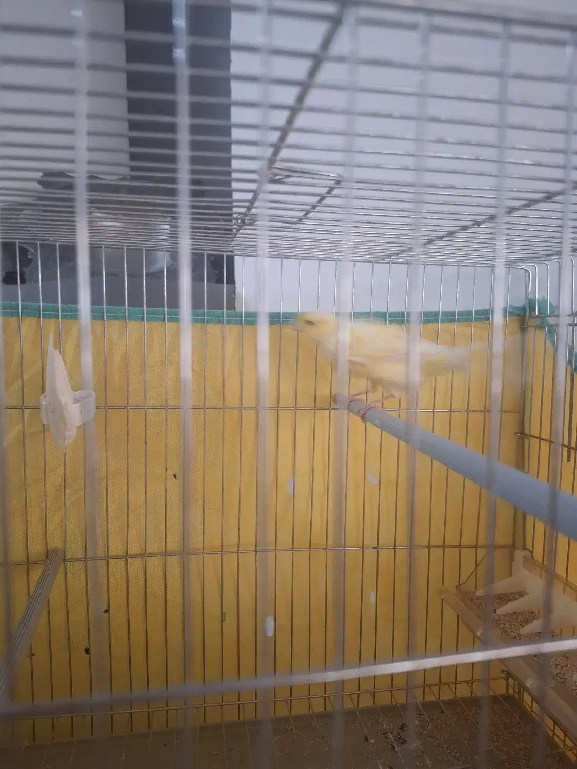 قناری نر درشت|پرنده|همدان, |دیوار