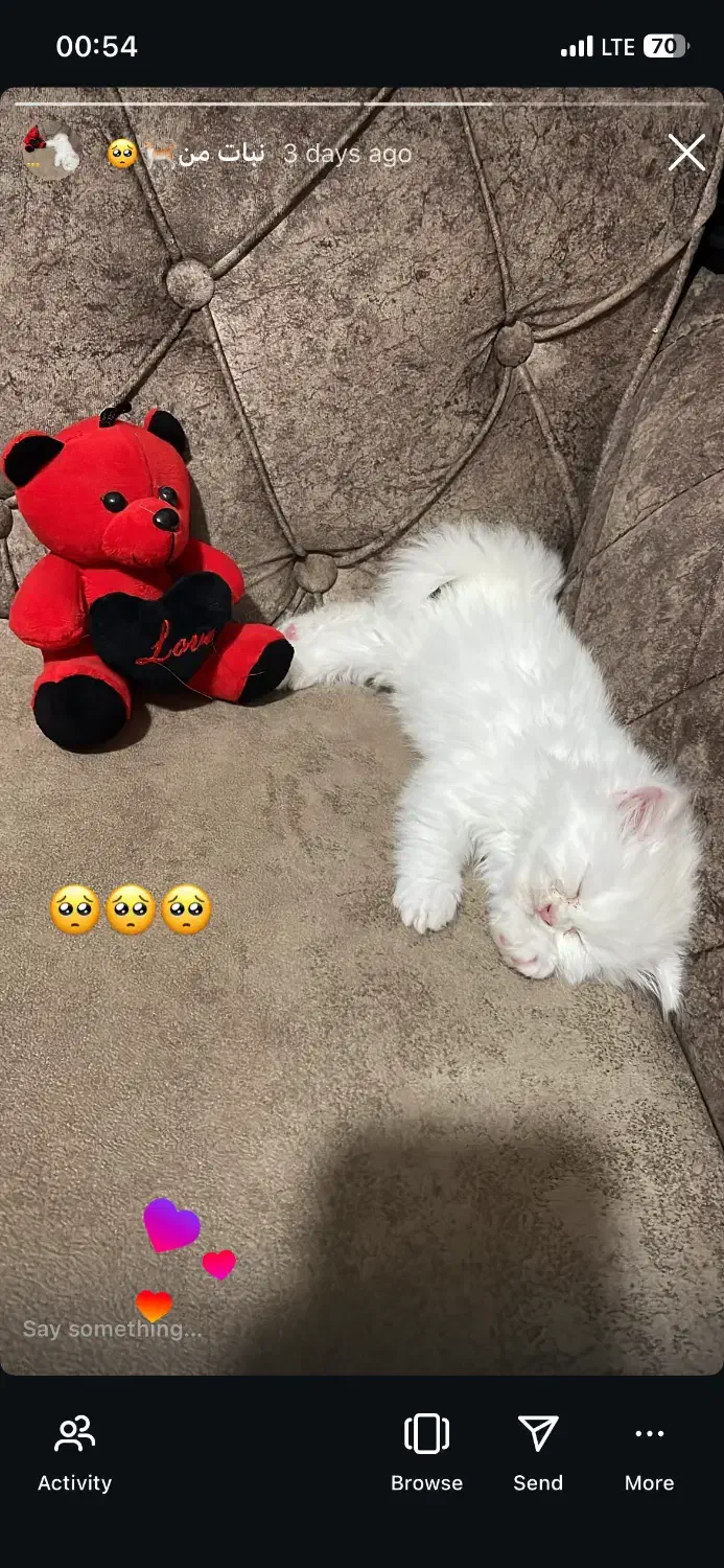 گربه پرشین اسکاچیچ|گربه|تبریز, |دیوار