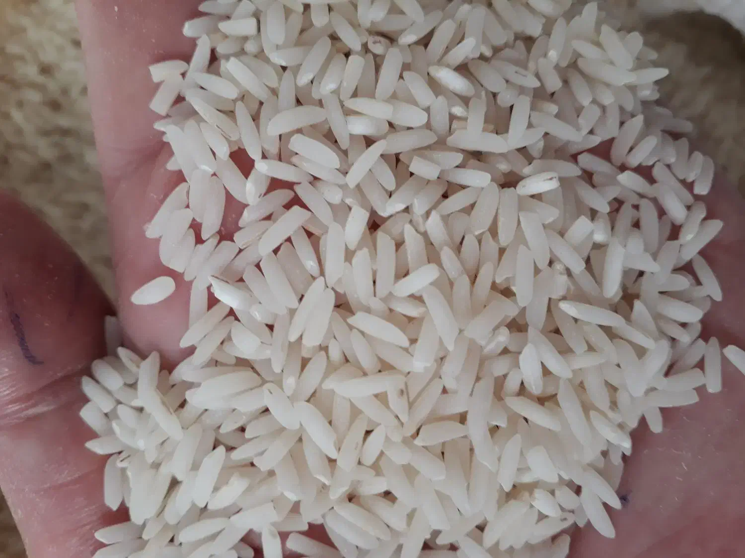 برنج هاشمی خوش عطر و پخت از شفت|خوردنی و آشامیدنی|رشت, پل تالشان|دیوار