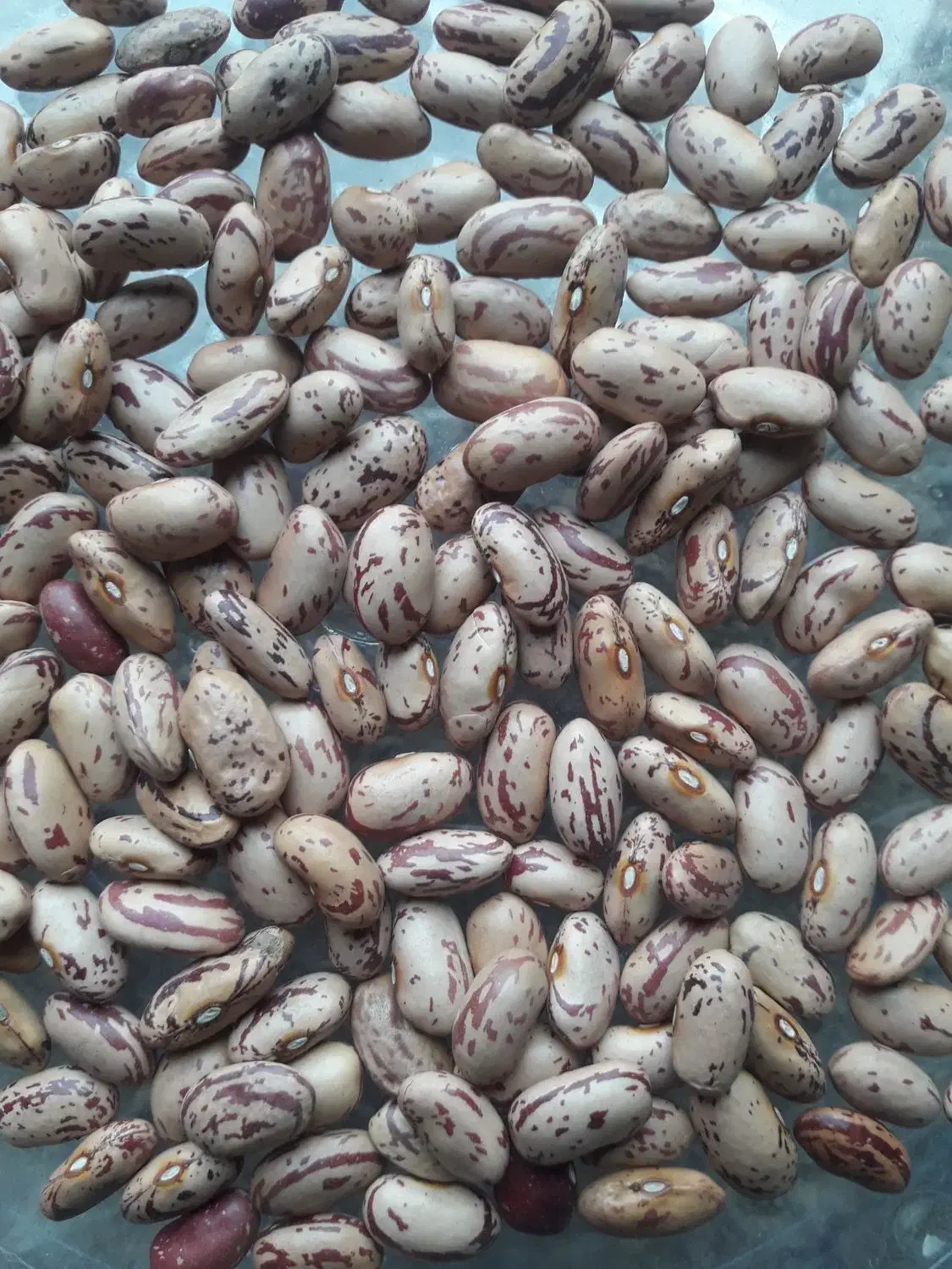 لوبیا چیتی|خوردنی و آشامیدنی|عجب شیر, |دیوار